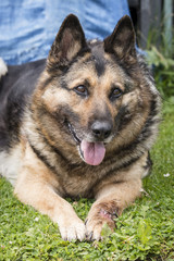 Resting old dog, a wolf with a sick pack and tongue.
