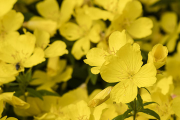 Yellow large ornamental flowers in nature.