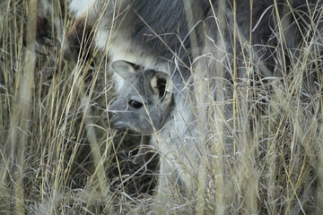 Mother Wallabie with it's baby Joey in it's pouch eating grass during a dry drought season on a farm in Tamworth, Rural Australia