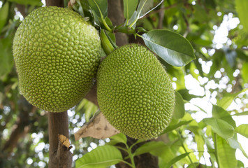 Jackfruit background on a tree.