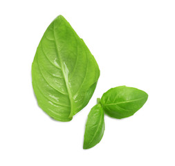 Fresh green basil leaves on white background, top view