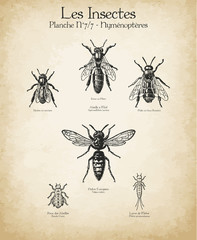 Gravures anciennes insectes N°7/7