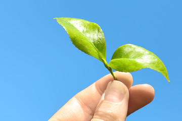 Woman holding green leaves of tea plant against blue sky