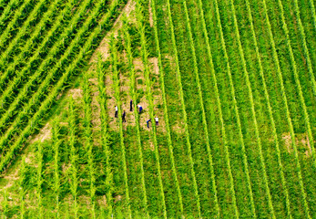 Grapes plantation green rows pattern, South styria harvest time. Austrian tuscany trevel destination