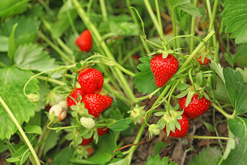 Strawberry plant with ripening berries growing in field