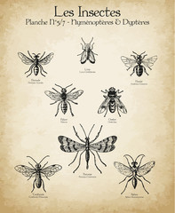 Gravures anciennes insectes N°5/7