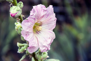 Pink flower of a tree mallow against a background of green grass in a garden