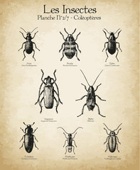 Gravures anciennes insectes N°2/7