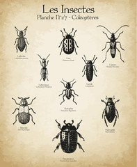 Gravures anciennes insectes N°1/7