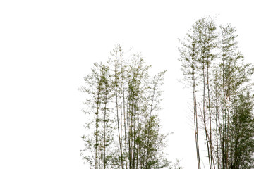  Bamboo Tree isolated on white background.