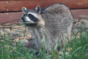 Naklejka na ściany i meble Raccoon in Moscow Zoo