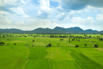 Fototapeta na wymiar Green seedlings and rice fields isolated on white background.