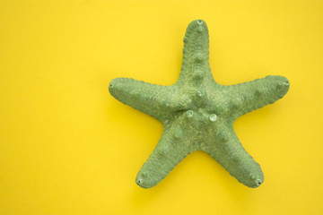 Green Seastar isolated on Yellow Backgrownd. Summer concept