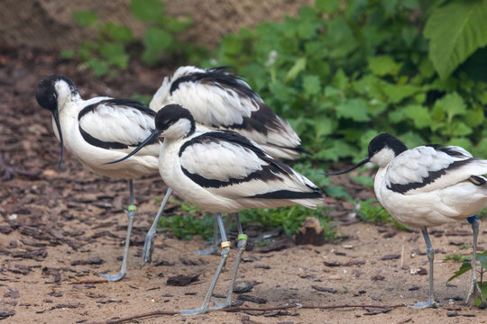 Pied avocet (Recurvirosta avocetta) in the Moscow Zoo
