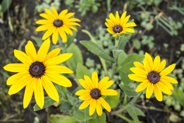 Photo of the branch of yellow flowers. Close-up