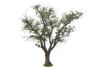 Fototapeta na wymiar Tree isolated on white background Suitable for use.