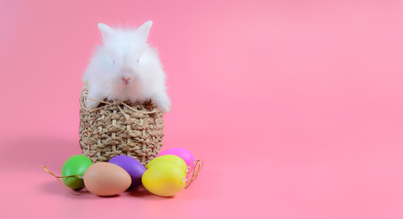 White fluffy rabbit sitting in basket weave on pink background and colourful egg with copy space for text