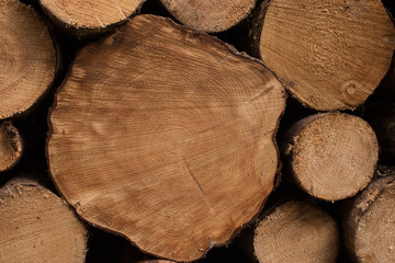 Cut logs end view