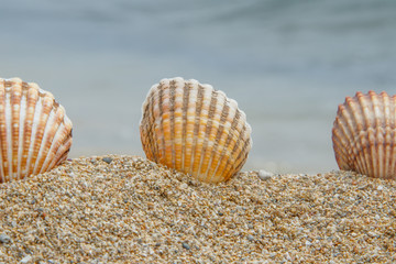 Encontradas en la playa