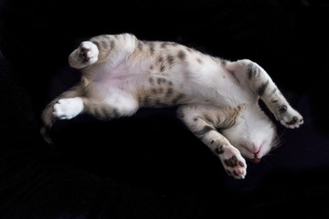 Gattino europeo