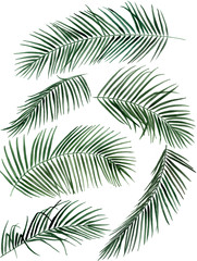 Hand drawn watercolor palm leaves illustration