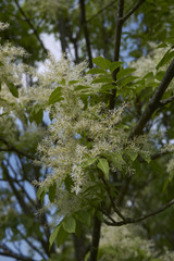 Fraxinus ornus