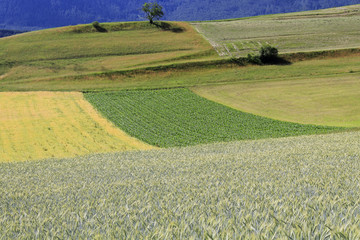 Weizen - Gerste - Feld - Getreide - Italien - Südtirol