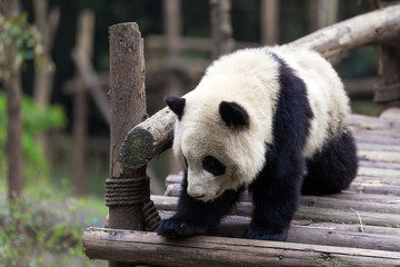 panda in chengdu