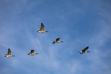 Geese patrol