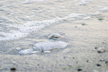 foam of seawater on the beach Leptokaria 