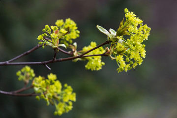 Blooming maple tree in spring