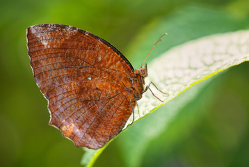 Pointed Leafwing- Memphis eurypyle, beautiful butterfly from New World forest with interesting mimicry.