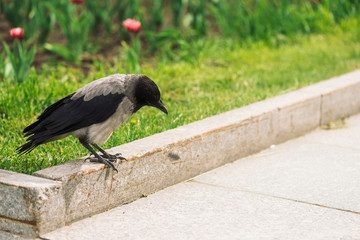 Black crow walks on border near gray sidewalk on background of green grass with pink flowers with copy space. Raven on pavement. Steps of wild bird on asphalt close up. Predatory animal of city fauna.