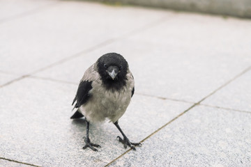 Small black crow walks on gray sidewalk with copy space. Background of pavement with little raven. Steps of wild bird on asphalt. Predatory animal of city fauna. Beak of bird is close up.