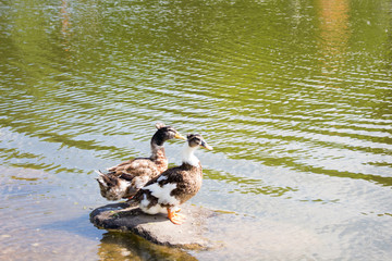 ducks in a pond in the Northern Park of Khabarovsk