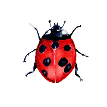 beetle ladybird watercolour