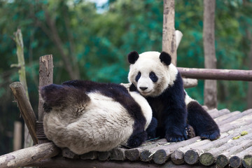 panda in chengdu