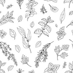 Pattern color herbs. Spices. Italian herb drawn black lines on a white background. Vector illustration. Basil, Parsley, Rosemary, Sage, Bay, Thyme, Oregano, Mint