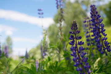 Spectacular close up view of Lupinus pilosus aka Blue Lupine, an endemic plant in Israel, Judean mountains, Mediterranean. Blue sky, Copy space