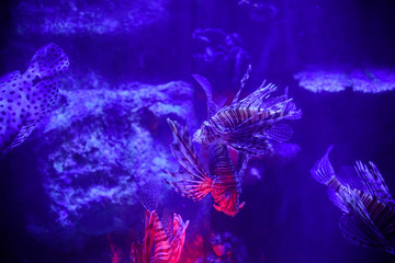 Beautiful Sea World. Sea fish at depth. Underwater world with corals and tropical fish.  Underwater scene. Underwater world. Underwater life landscape. 
