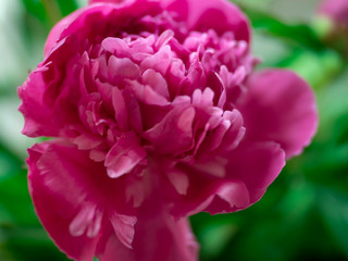 pink peony Bud, close-up, summer background