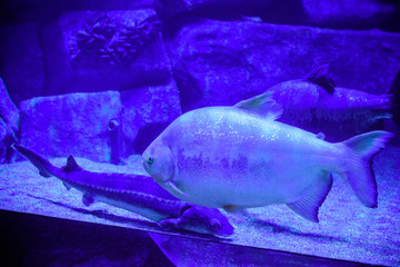 Beautiful Sea World. Sea fish at depth. Underwater world with corals and tropical fish.  Underwater scene. Underwater world. Underwater life landscape. 