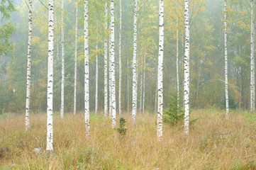 Obraz premium Autumn forest and birch trees