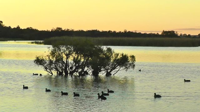 Tree silhouette at dawn at Herdsman Lake in Perth, Western Australia.