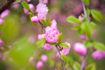 beautiful sakura blooms in the park, in May the cherry blossomed