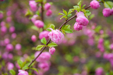 beautiful sakura blooms in the park, in May the cherry blossomed