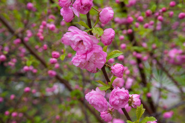 beautiful sakura blooms in the park, in May the cherry blossomed
