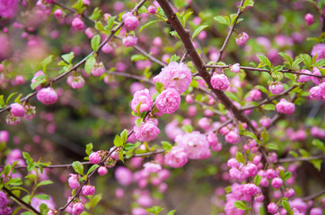 beautiful sakura blooms in the park, in May the cherry blossomed