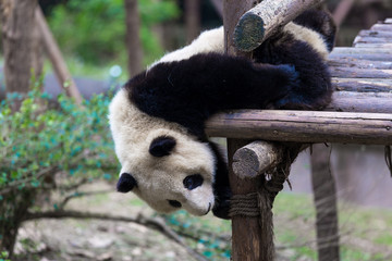 panda in chengdu