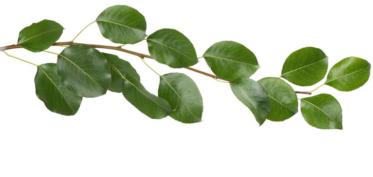 Branch with green leaves.